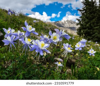 Colorado Blue Columbine on a hillside with a mountain background 