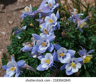 Colorado Blue Columbine State Flower