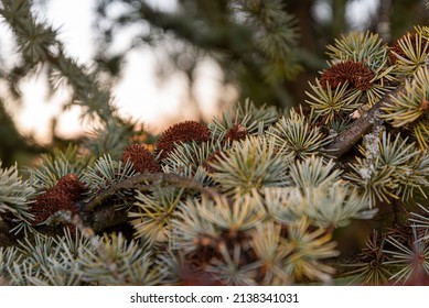 Colorado Blue Spruce In Nature