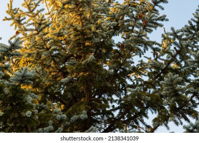 Colorado Blue Spruce In Nature