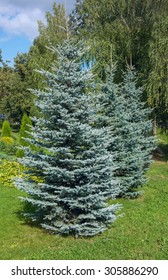 Colorado blue spruce, with the scientific name Picea pungens