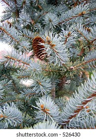 Colorado Blue Spruce Tree Needles