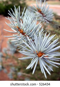 Colorado Blue Spruce Tree Needles