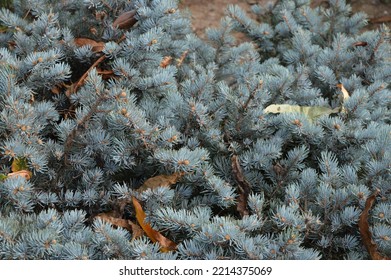 Colorado Blue Spruce Tree In The Park