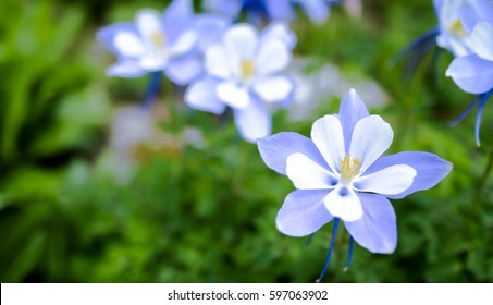 Colorado Columbine