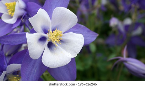 503 Colorado state flower columbine Images, Stock Photos & Vectors ...