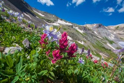 Colorado Columbine And Indian Paintbrush Wildflowers On Imogene 