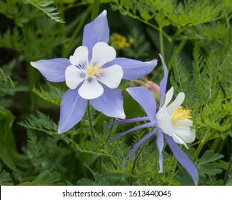 Colorado columbines, beautiful 
blue and white wildflowers that grow in subalpine regions