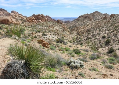 Colorado Desert Scenery