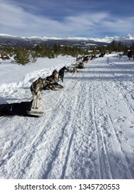 Colorado Dog Sledding 