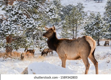 Colorado Estes Park Elk Wildlife