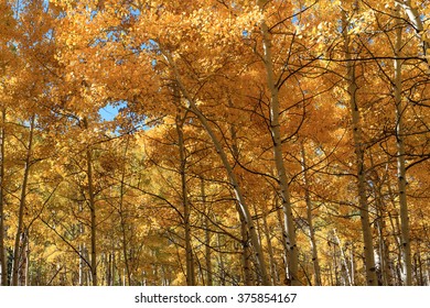 Colorado Fall color  with Golden leaves of Aspen Trees.