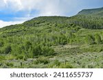 Colorado Hill Landscapes in Summer 