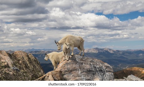 Colorado Mountain Goats and Mountains - Powered by Shutterstock