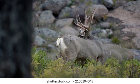 Colorado mule deer buck intently watching something behind him while feeding