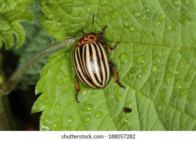 Colorado Potato Beetle