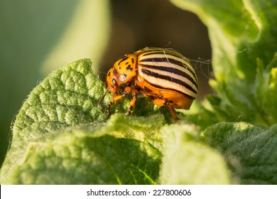 Colorado Potato Beetle