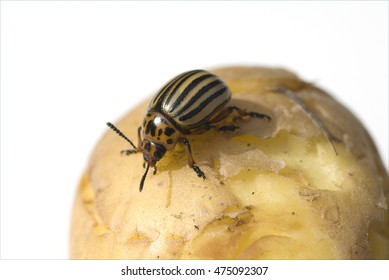 Colorado Potato Beetle