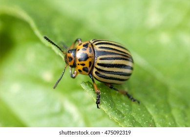 Colorado Potato Beetle