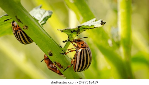 Colorado Potato Beetle Actively Feeding on Leaf During Sunny Day in Summer. - Powered by Shutterstock