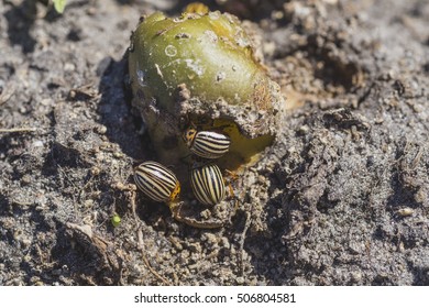 Colorado Potato Beetle Eating