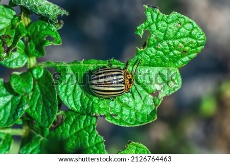 Colorado potato beetle eating green leaf. Leptinotarsa decemlineata or ten-striped spearman bug feeding on growing damaged potato bush in summer vegetable garden, top view