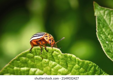 Colorado potato beetle eats green potato leaves closeup. Leptinotarsa decemlineata. Adult colorado beetle, pest invasion, parasite destroy potato plants, farm damage. Protecting plants concept - Shutterstock ID 2149032427