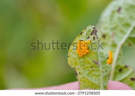 Colorado potato beetle eggs developing on a potato leaf, representing a significant agricultural pest and symbolizing crop damage and infestation in farming contexts