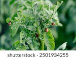 Colorado potato beetle larvae infesting potato plant, garden pest problem. Close-up of beetles feeding on green plant leaves in a garden, showing damage caused by pests in natural settings. 