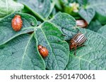 Colorado Potato Beetle (Leptinotarsa decemlineata).Close-up Colorado potato beetle and larvae on the green leaves of potatoes, is a major pest of potato crops.