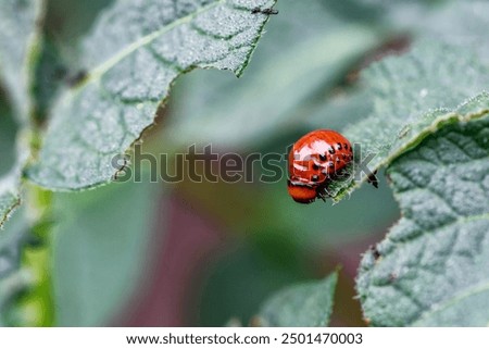 Similar – Image, Stock Photo Colorado potato beetle, Leptinotarsa decemlineata, in potato leaves. insect pests that cause great damage to crops on farms and in gardens.