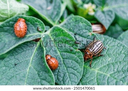 Similar – Image, Stock Photo Colorado potato beetle, Leptinotarsa decemlineata, in potato leaves. insect pests that cause great damage to crops on farms and in gardens.