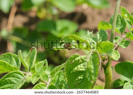 Colorado potato beetle maggots eats potato leaves. Potato bug larvae feeding on leaves of organic potato plants. Pest invasion, insects on eaten damaged leaves. 