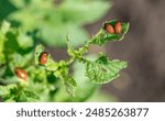 Colorado potato beetle on potato leaves. Close-up.