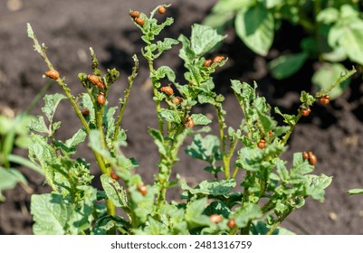 Colorado potato beetle on potato leaves. Close-up. - Powered by Shutterstock