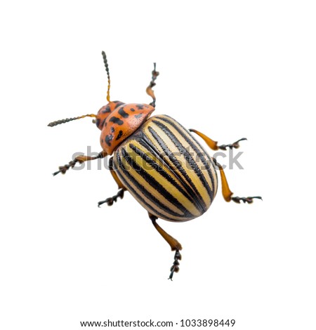 Colorado Potato Beetle Pest Insect Isolated on White