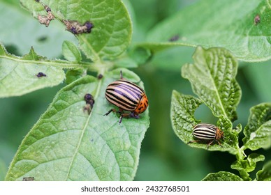 Colorado Potato Beetle, Colorado potato beetle  is a significant pest of potato, eggplant and pepper in home gardens as well as fresh market agricultural production