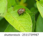 Colorado potato beetle with yellow-black stripes on a potato plant