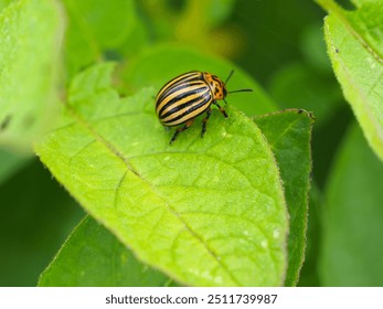 Colorado potato beetle with yellow-black stripes on a potato plant - Powered by Shutterstock