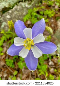 Colorado Purple Blue Columbine Flower