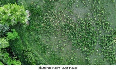 Colorado Ranch Green Plants And Trees Field