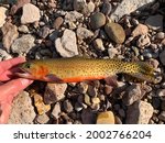 Colorado River cutthroat trout (Oncorhynchus clarkii pleuriticus), one of three subspecies of cutthroat trout native to western USA, North America