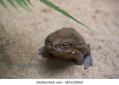 Colorado River Toad (bufo Alvarius)