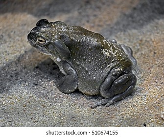 Colorado River Toad Also Known As Sonoran Desert Toad. Latin Name - Bufo Alvarius