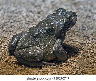 Colorado River Toad Also Known As Sonoran Desert Toad. Latin Name - Bufo Alvarius