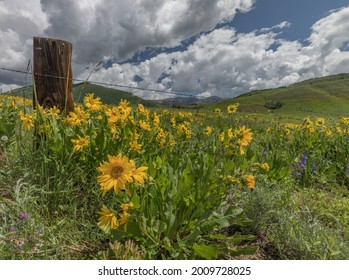 Colorado Rocky Mountain Wildflowers in bloom