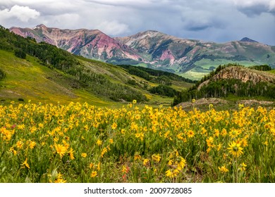 Colorado Rocky Mountain Wildflowers in bloom - Shutterstock ID 2009728085