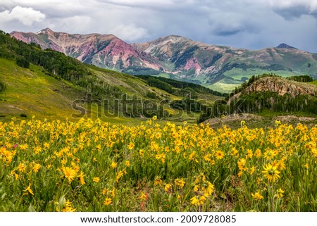 Colorado Rocky Mountain Wildflowers in bloom