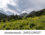 Colorado rocky mountains landscape with wildflower meadow in summer time.