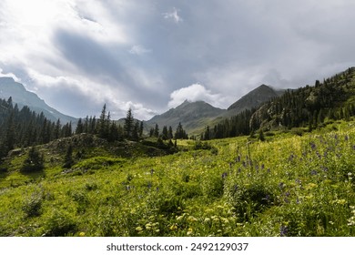 Colorado rocky mountains landscape with wildflower meadow in summer time. - Powered by Shutterstock